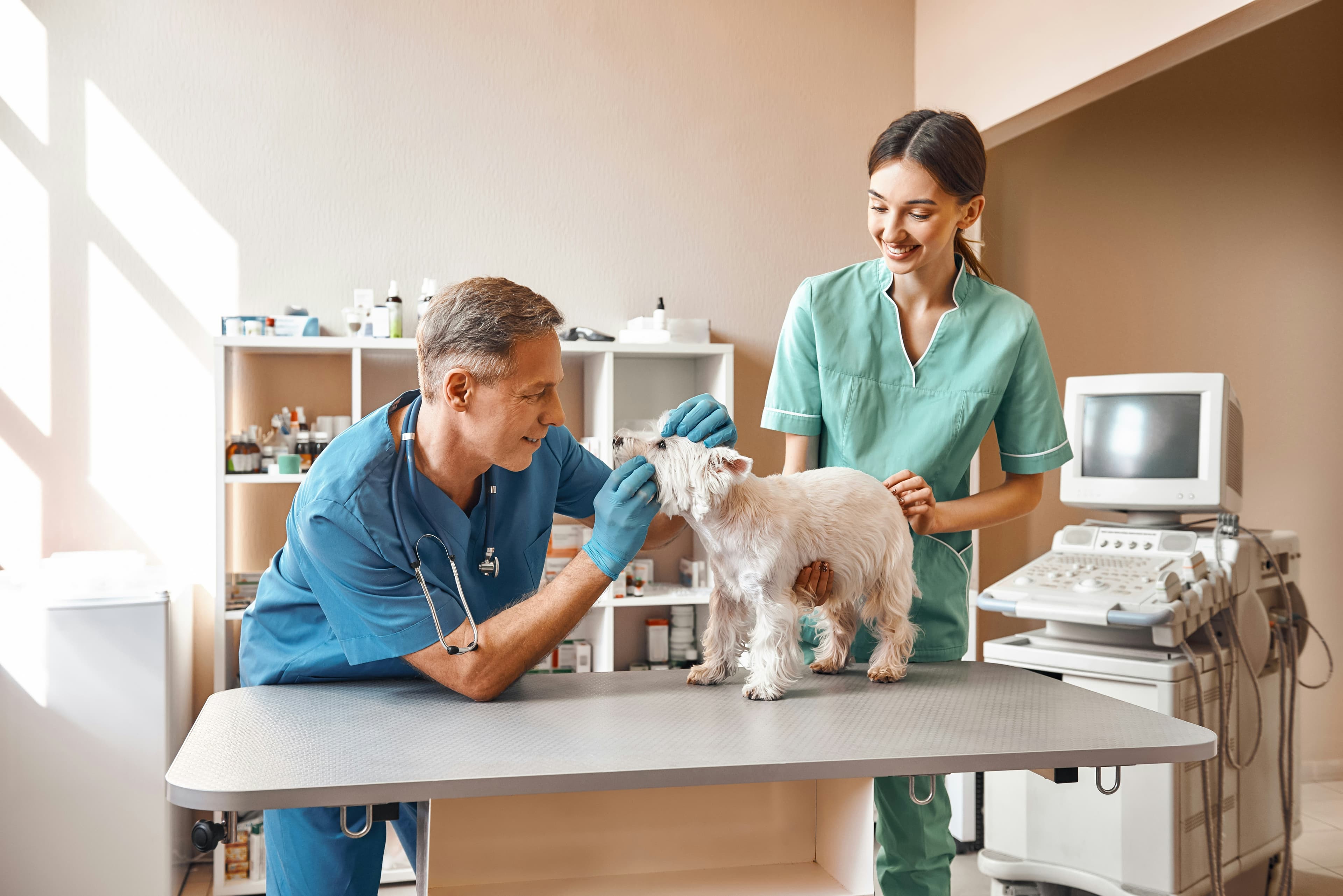 Deux soignants vétérinaires examinant un chien en clinique