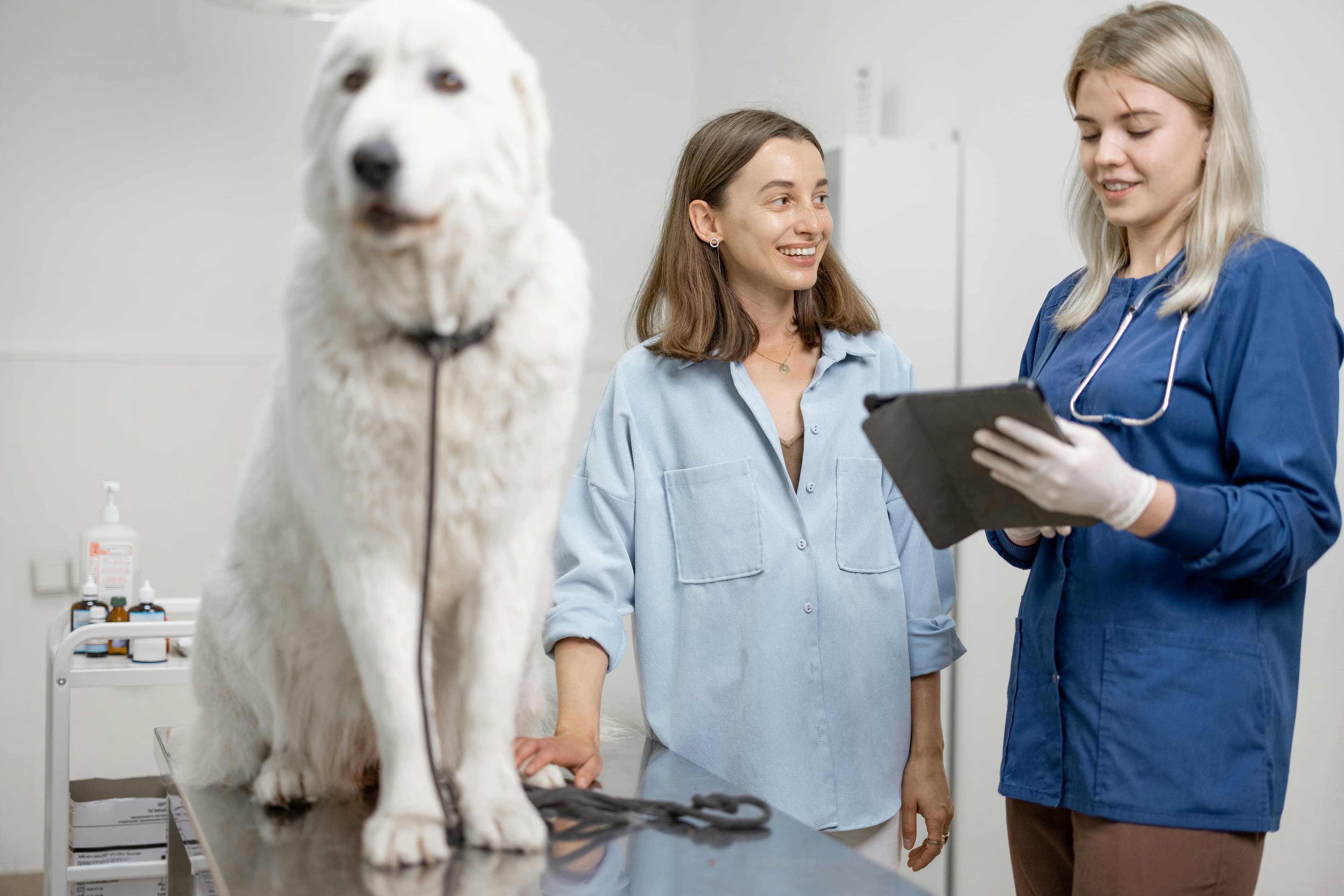 Soignante en blouse bleue examinant un chien blanc en clinique