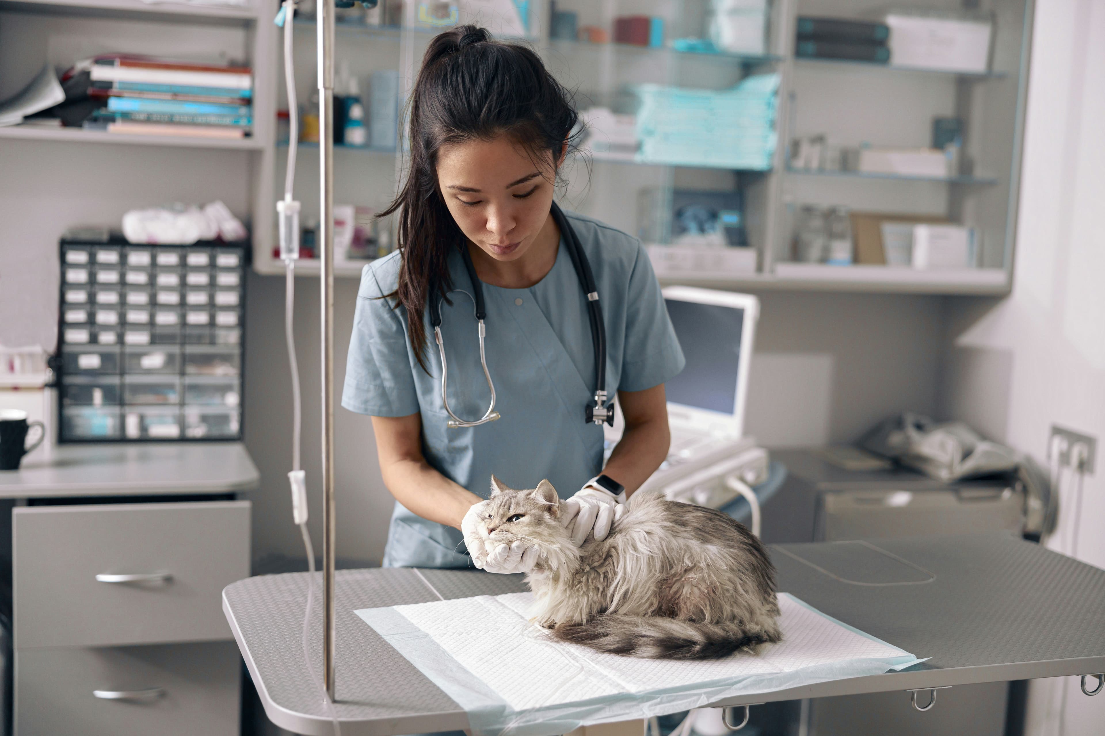 Vétérinaire auscultant un chat avec attention en consultation